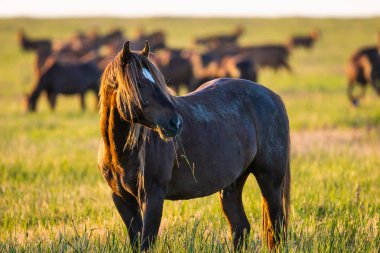 Gün doğumunda çayırda otlayan vahşi atlar. Doğadaki Özgürlük kavramı