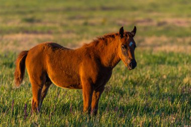 Yeşil çayırda genç ve vahşi bir tay..