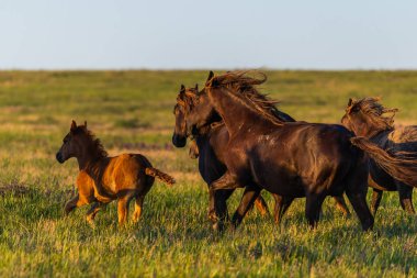 Vahşi atlar gün batımında çayırda otlar..