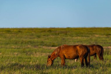 Gün doğumunda çayırda otlayan vahşi atlar. Doğadaki Özgürlük kavramı