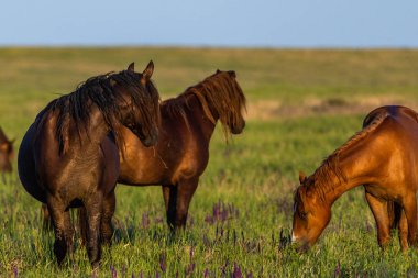 Gün doğumunda çayırda otlayan vahşi atlar. Doğadaki Özgürlük kavramı