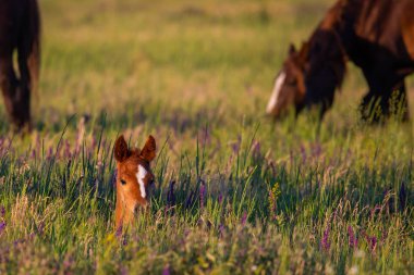 Vahşi hayatta vahşi atlar, kısraklar ve taylar.