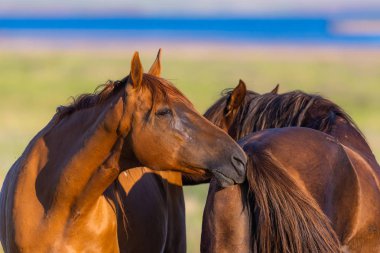 Vahşi atlar gün batımında çayırda otlar..