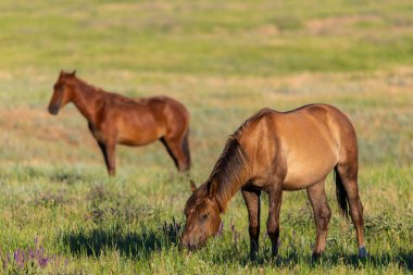 Vahşi atlar gün batımında çayırda otlar..
