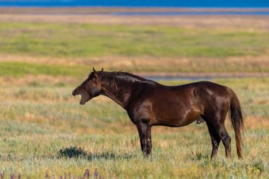 Vahşi atlar gün batımında çayırda otlar..