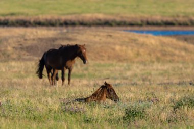 Vahşi atlar gün batımında çayırda otlar..