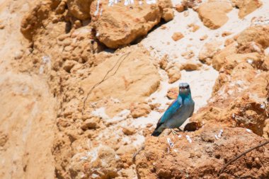 Leylak-Breasted Roller yerle bir arka plan olarak.