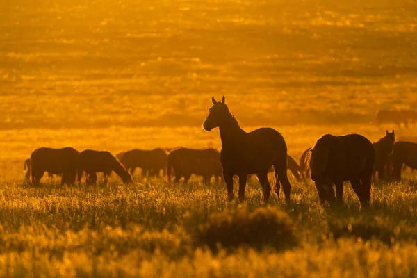 Caballo Salvaje Vida Silvestre Atardecer Dorado — Foto de Stock