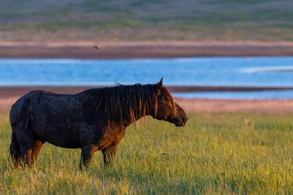 Gün doğumunda çayırda otlayan vahşi atlar. Doğadaki Özgürlük kavramı