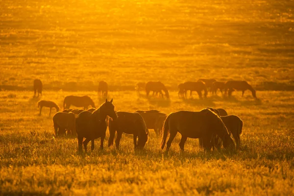 Caballo Salvaje Vida Silvestre Atardecer Dorado — Foto de Stock