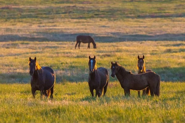 Dzikie Konie Pasące Się Łące Wschodzie Słońca Pojęcie Wolność Naturze — Zdjęcie stockowe