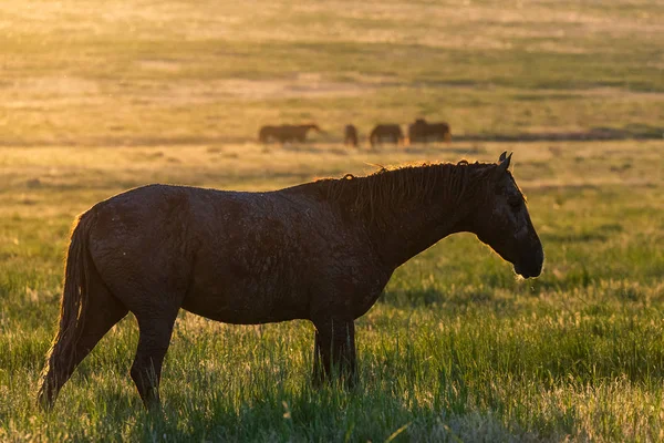 Gün doğumunda çayırda otlayan vahşi atlar. Doğadaki Özgürlük kavramı