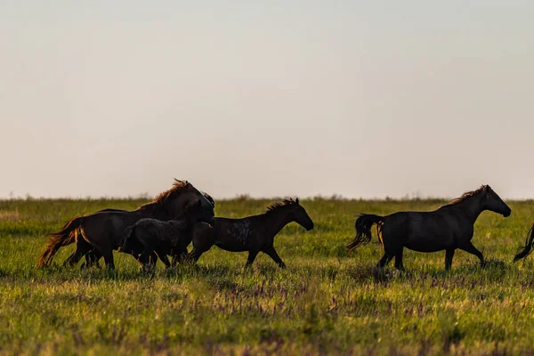 Caballo Salvaje Vida Silvestre Atardecer Dorado — Foto de Stock