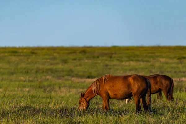 Gün doğumunda çayırda otlayan vahşi atlar. Doğadaki Özgürlük kavramı
