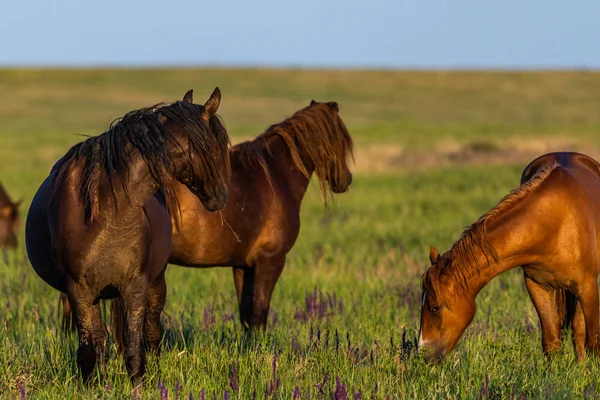 Gün doğumunda çayırda otlayan vahşi atlar. Doğadaki Özgürlük kavramı