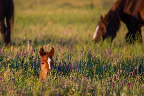 Vahşi hayatta vahşi atlar, kısraklar ve taylar.