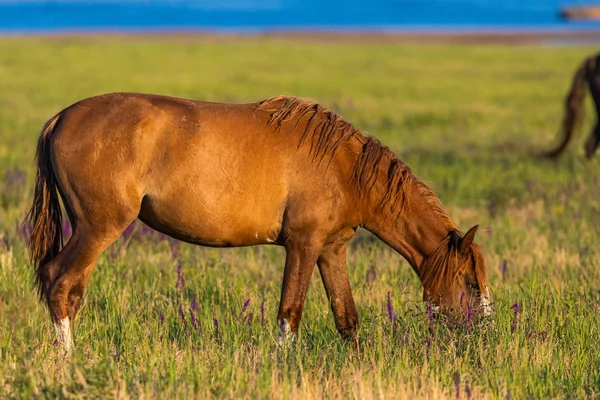 Cavalos Selvagens Pastando Prado Nascer Sol Conceito Liberdade Natureza — Fotografia de Stock