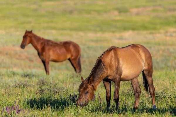 Vahşi atlar gün batımında çayırda otlar..