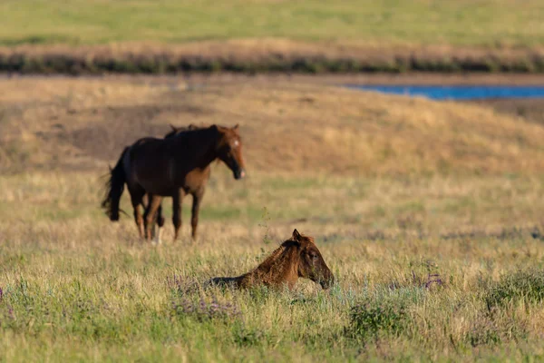 Vahşi atlar gün batımında çayırda otlar..