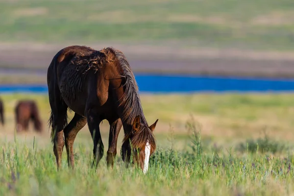 Cavalos Selvagens Pastam Prado Pôr Sol — Fotografia de Stock