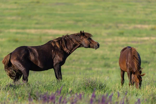 Vahşi atlar gün batımında çayırda otlar..