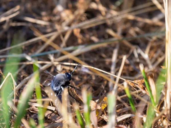 Ambustus Black Bee Nebo Bombylius Trávě — Stock fotografie