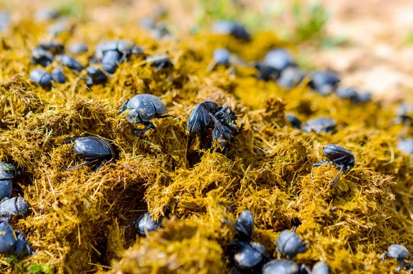 Group Scarabaeus Sacer Sacred Scarab Dung — Stock Photo, Image