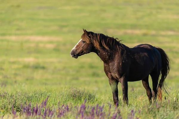 Wild Horses Graze Meadow Sunset Stock Picture