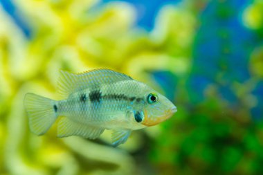 Şirin akvaryum balık pseudotropheus zebra akvaryum