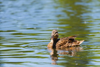 Yaban ördeği veya göl suda yüzen Anas platyrhynchos