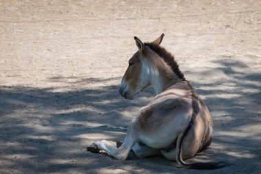 Gölge yere eşek yatıyor.