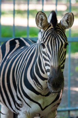 Zebra Chapman, Equus Burchelli Chapmani Hayvanat Bahçesi