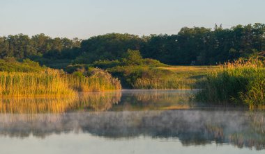 Baston veya göl Reed ile sabah sis.