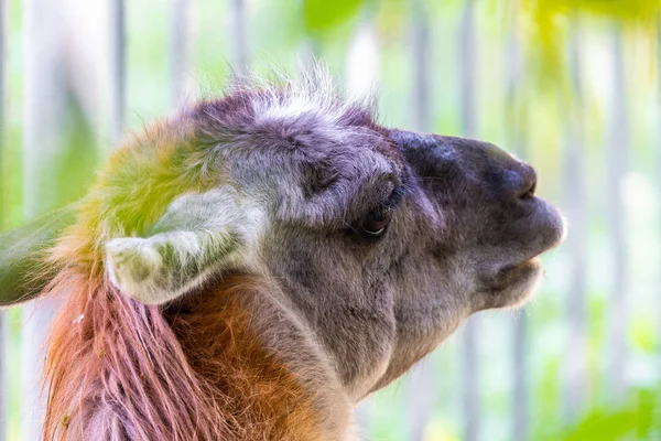 Headshot Adult Female Lama Glama Mise Point Sélective Image Filtrée — Photo