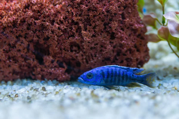 Cichlid Cichlidae Peixes Tropicais Azuis Aquário Cichlid Africano Endémico Malawi — Fotografia de Stock