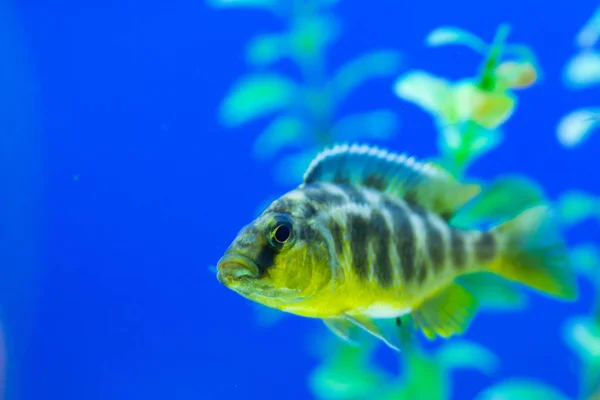 Aquário Bonito Peixe Pseudotropheus Zebra Aquário — Fotografia de Stock