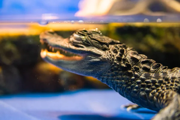 Eye Caiman Crocodilus Water Aquarium — Stock Photo, Image