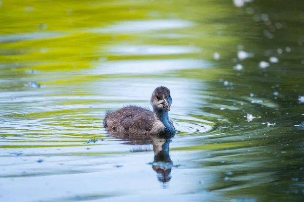 Canard Sauvage Anas Platyrhynchos Nageant Dans Eau Lac — Photo