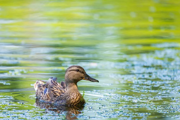 野鸭或阿纳斯 Platyrhynchos 在湖中游泳 — 图库照片