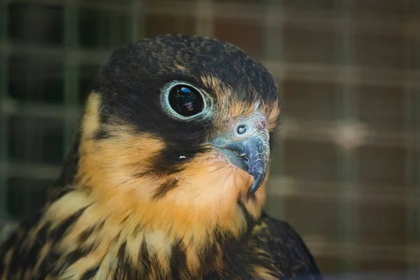 Portret Kobczyk Kobiece Falco Vespertinus — Zdjęcie stockowe