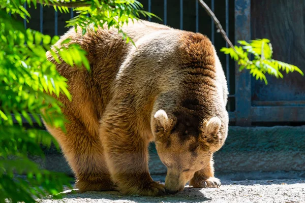 Orso Bruno Eurasiatico Ursus Arctos Arctos Noto Anche Come Orso — Foto Stock