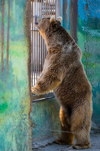 Eurasian brown bear or Ursus arctos arctos, also known as the European brown bear