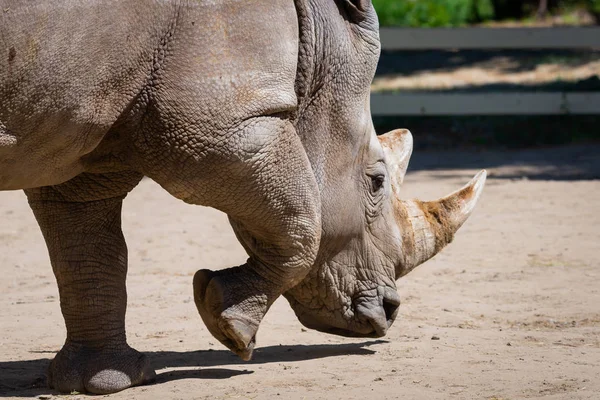 Rhinoceros in a zoo. Wild animals in captivity