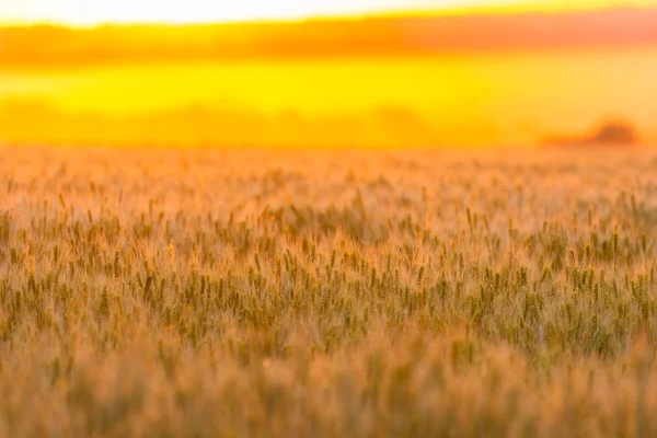 绿色小麦的耳朵 美丽的自然日落风景 金色阳光下的乡村风光 草甸麦田成熟耳的背景 丰富的收获理念 — 图库照片