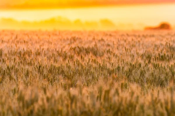 Tarweveld Oren Van Groene Tarwe Prachtige Natuur Sunset Landschap Landelijke — Stockfoto