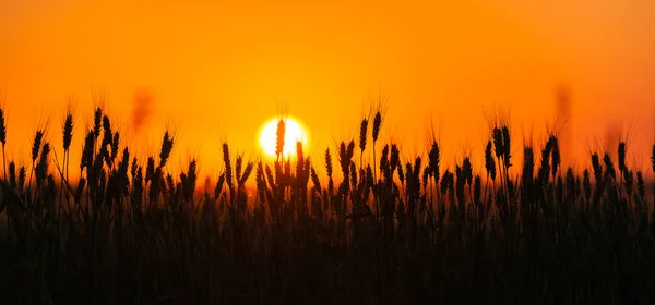 Vousatý Pšenice Silueta Proti Západu Slunce Venkovská Krajina — Stock fotografie