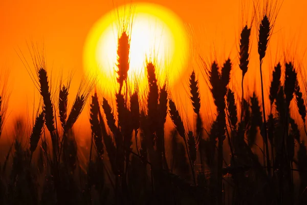 Bearded Wheat Silhouetted Sunset Rural Landscape — Stock Photo, Image