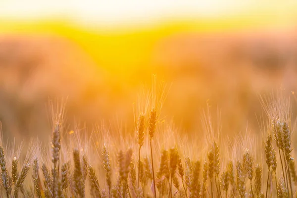 绿色小麦的耳朵 美丽的自然日落风景 金色阳光下的乡村风光 草甸麦田成熟耳的背景 丰富的收获理念 — 图库照片