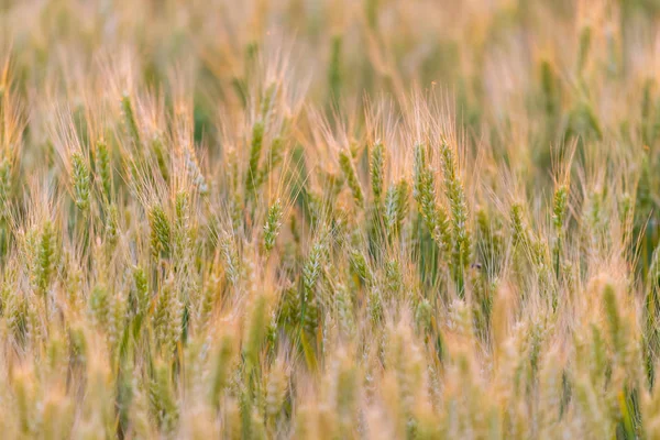 Buğday Alan Yeşil Buğday Kulaklar Güzel Doğa Günbatımı Manzara Kırsal — Stok fotoğraf