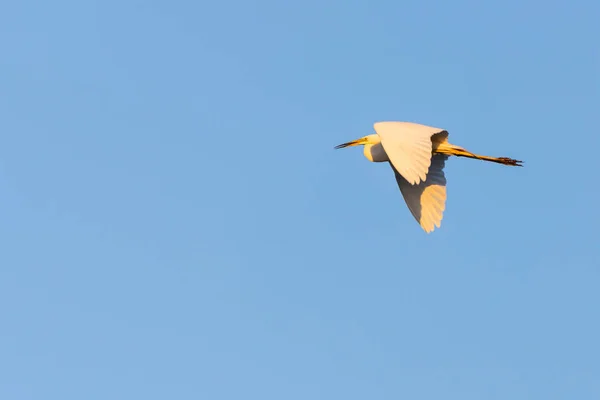 Silberreiher Oder Ardea Alba Die Himmel Fliegen — Stockfoto